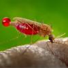 Ученые изменят состав человеческой крови для того, чтобы насолить комарам