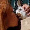 Люди десятилетиями верили в миф по поводу одомашнивания кроликов
