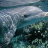У берегов Канады заметили теплолюбивых дельфинов