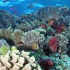 Ученые модифицируют ДНК кораллов в надежде спасти их