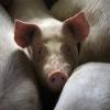 Учёные продержали мозг свиньи в живом состоянии 36 часов после обезглавливания