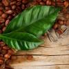 Ученые рассказали о пользе чая из листьев кофе