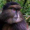 Распознавание лиц может помочь спасти вымирающих приматов