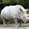 Северный белый носорог стал претендентом на клонирование