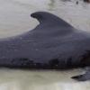 В желудке мертвого черного дельфина нашли 80 пластиковых пакетов