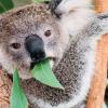 Пересадка фекалий спасет коал (и, возможно, носорогов)