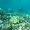 Коралловые рифы хранят секреты прошлого и будущего океанов