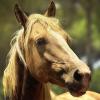 Лошади умеют соотносить эмоции на лице и в голосе человека