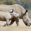 IoT для носорогов