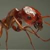 Шедевры визуализации: муравьи-убийцы, вымирающие кораллы и девятая планета