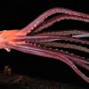 Гигантские кальмары, черви и медузы — рекордсмены среди беспозвоночных