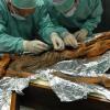 Какие загадки скрывает кишечник ледяной мумии: таинственный Эци