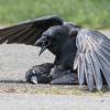 Почему вороны страдают некрофилией?