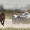 Гепард и сапсан: кто из животных самый быстрый