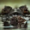 Как спастись из пасти крокодила: опыт морского биолога