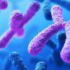 Создан первый в мире искусственный организм с одной хромосомой