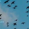 Инженеры учат беспилотники автоматически уводить стаи птиц от аэропортов