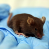 Регистрация медизделий: сколько мышей пострадает в процессе