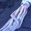 На берег в Новой Зеландии выбросило гигантского кальмара