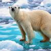 Обнаружена новая угроза для арктического льда