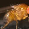 Плодовые мухи оказались способны на ориентирование по солнцу