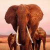 Apple купила права на документальный фильм про слонов