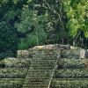 Древние майя захватывали диких животных для жертвоприношений