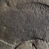 На берегу Белого моря нашли окаменелость самого древнего из известных животных