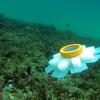 В США создан робот-медузоид