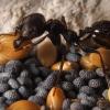 IT в мире животных: поиск еды муравьями и протокол TCP-IP