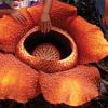 Трупная лилия: самый крупный цветок
