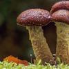 Самый крупный организм в мире оказался в 4 раза больше: колоссальная грибница