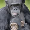 Шимпанзе умеют делиться едой