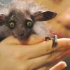 Мадагаскарская руконожка: самое загадочное животное