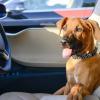«Собачий режим» подскажет людям, что собака в машине Tesla находится в безопасности