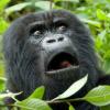 Расизм на грани абсурда: почему Google Photo больше не распознает горилл