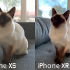 iPhone XR научили делать портретные снимки котиков