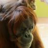 Орангутаны оказались способны «говорить» о прошлом