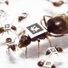 У муравьев обнаружили практику карантина