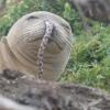 На Гавайях замечены тюлени с угрями в ноздрях