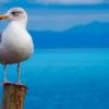 Почему морским птицам не вредит морская вода и еще 9 удивительных фактов