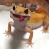 Run, Gecko, run: гибридный механизм движения по воде у гекконов