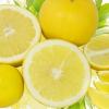 Выявлена связь между иудаизмом и лимонами