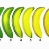 Заметки фитохимика. Зеленый банан или не забудь покормить микробиоту