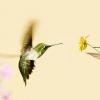 Быстрее, громче, ярче: физика брачных «танцев» колибри