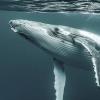 Горбатые киты учатся песням друг у друга