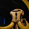 Торговцы перепутали слоновью кость и бивень мамонта: ископаемые сокровища