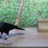 Новокаледонские вороны могут оценить массу объекта по его движению