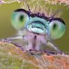 Создан искусственный глаз насекомого