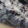 Индонезийский крокодил съел кормившего его биолога
